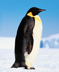 penguin