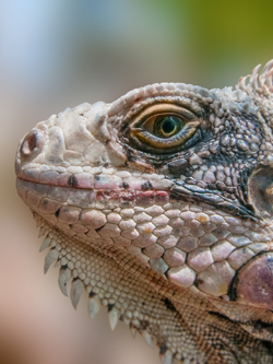 iguana