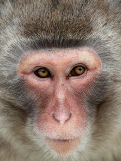 macaque