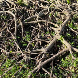 roots