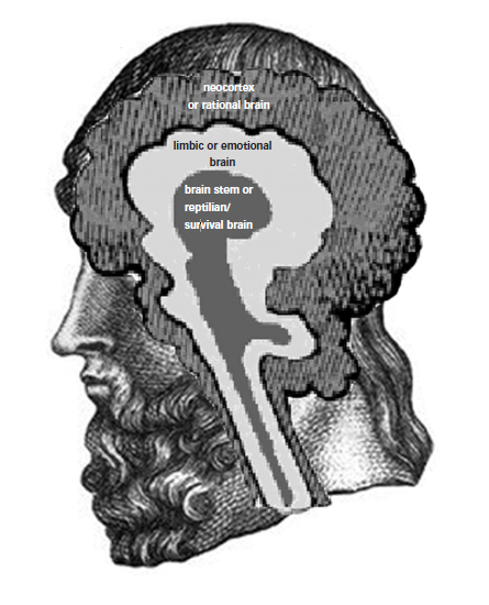 Triune brain